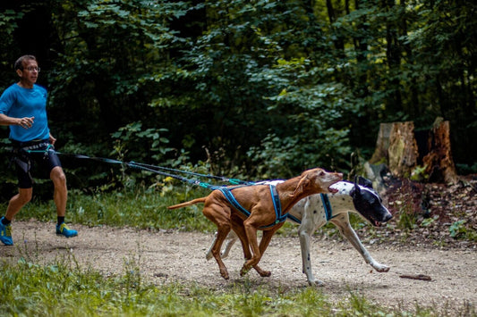 musher ANVIK Bungee - 2 Dogs