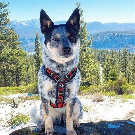 Howling Dog Distance Harness