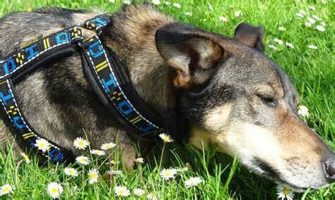Howling Dog Distance Harness
