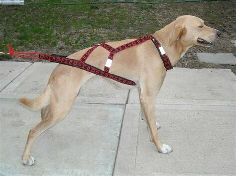 Howling Dog Lightweight Harness