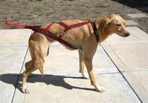 Howling Dog Lightweight Harness