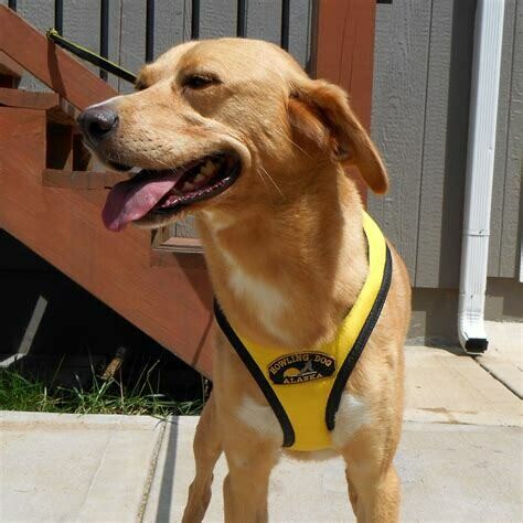 Howling Dog ToughSkin Harness ULTRA