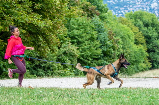 musher TAKOTNA bungee leash