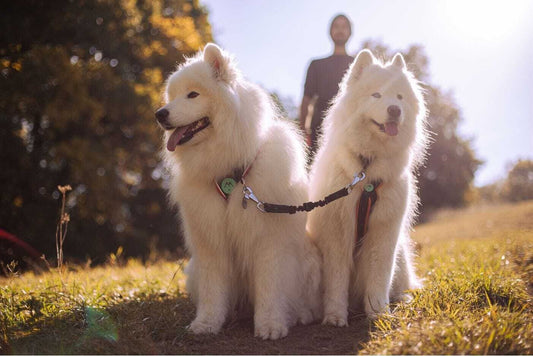 musher ANVIK Neckline