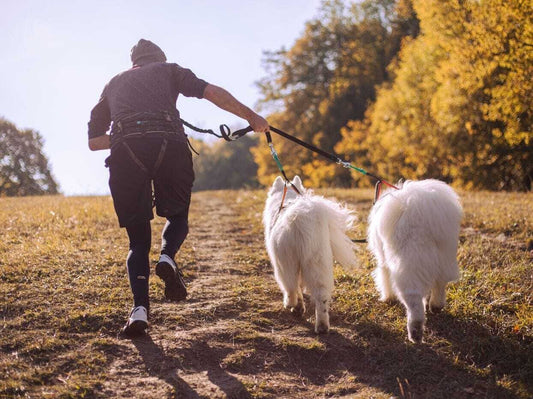 musher KOYUK Bungee - 2 Dogs