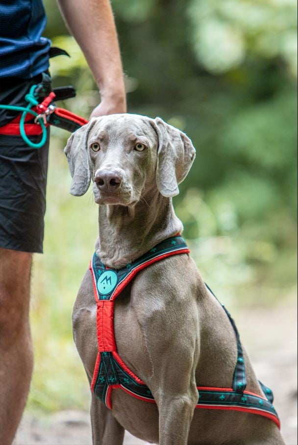 musher TAKOTNA Harness