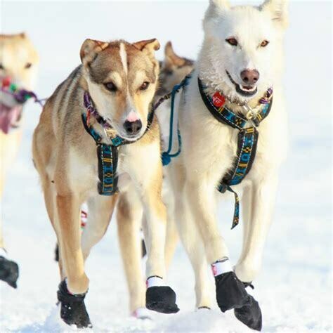Howling Dog Distance Harness