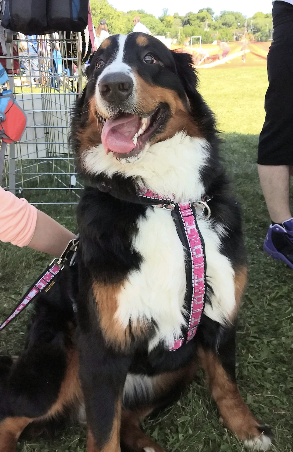 Howling Dog Distance Harness