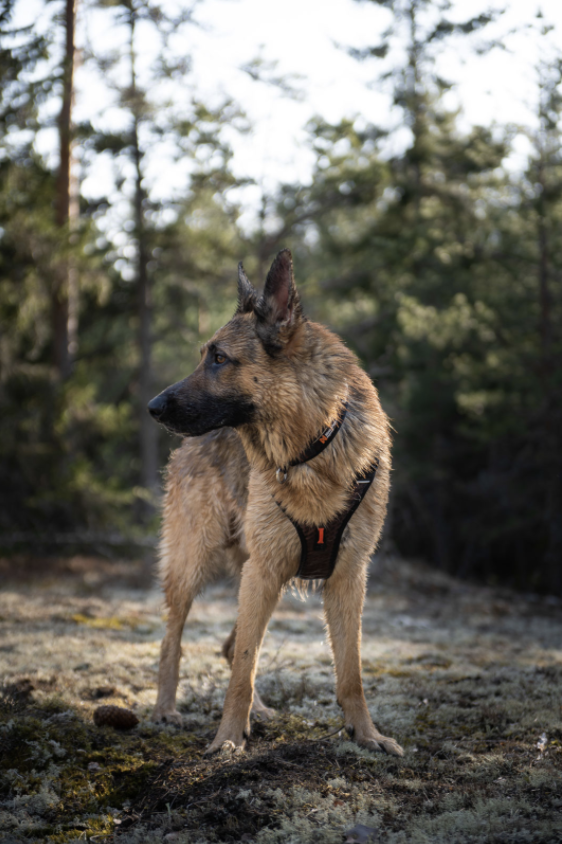 Non-stop Rock Harness