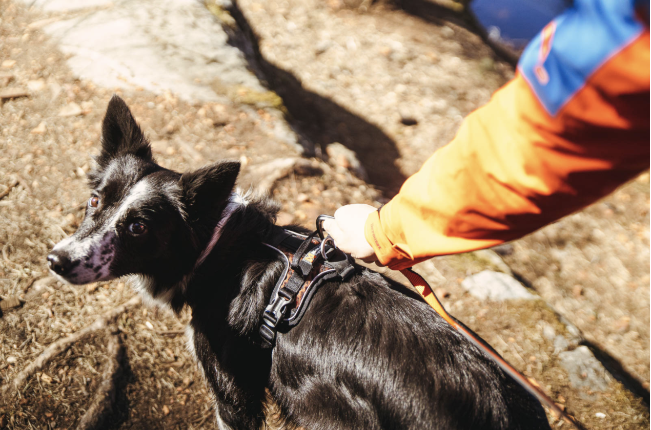 Non-stop Rock Harness