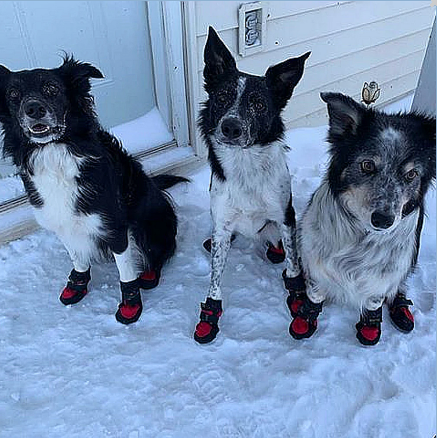 Howling Dog Protector Booties