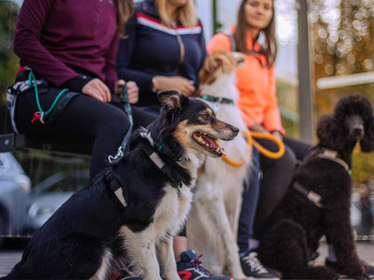 musher ANVIK Collar