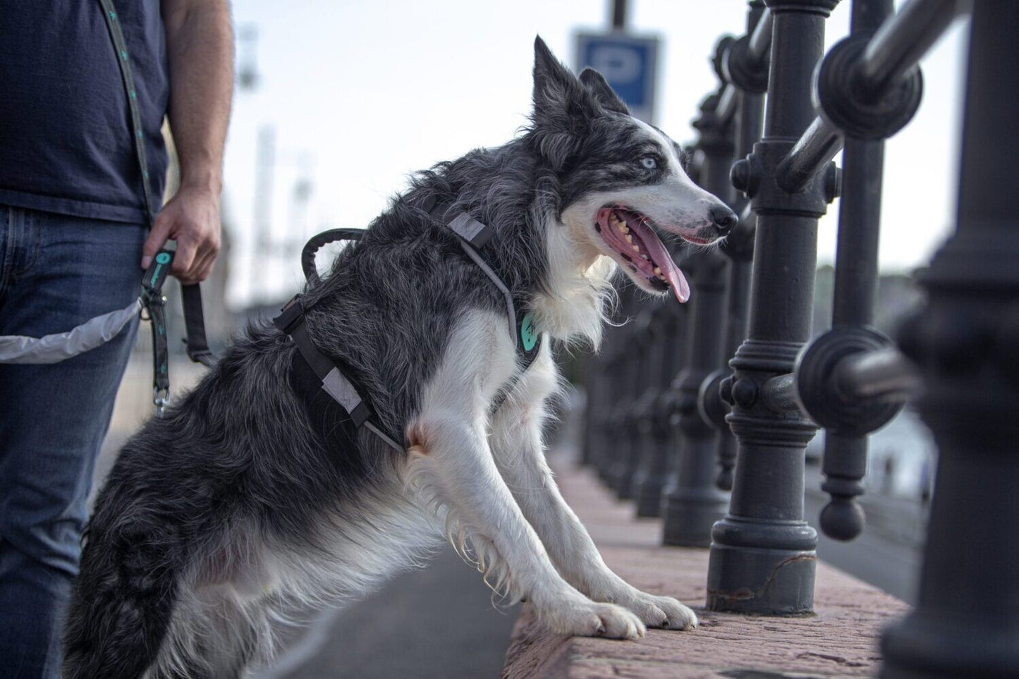 musher FREESPIRIT Harness