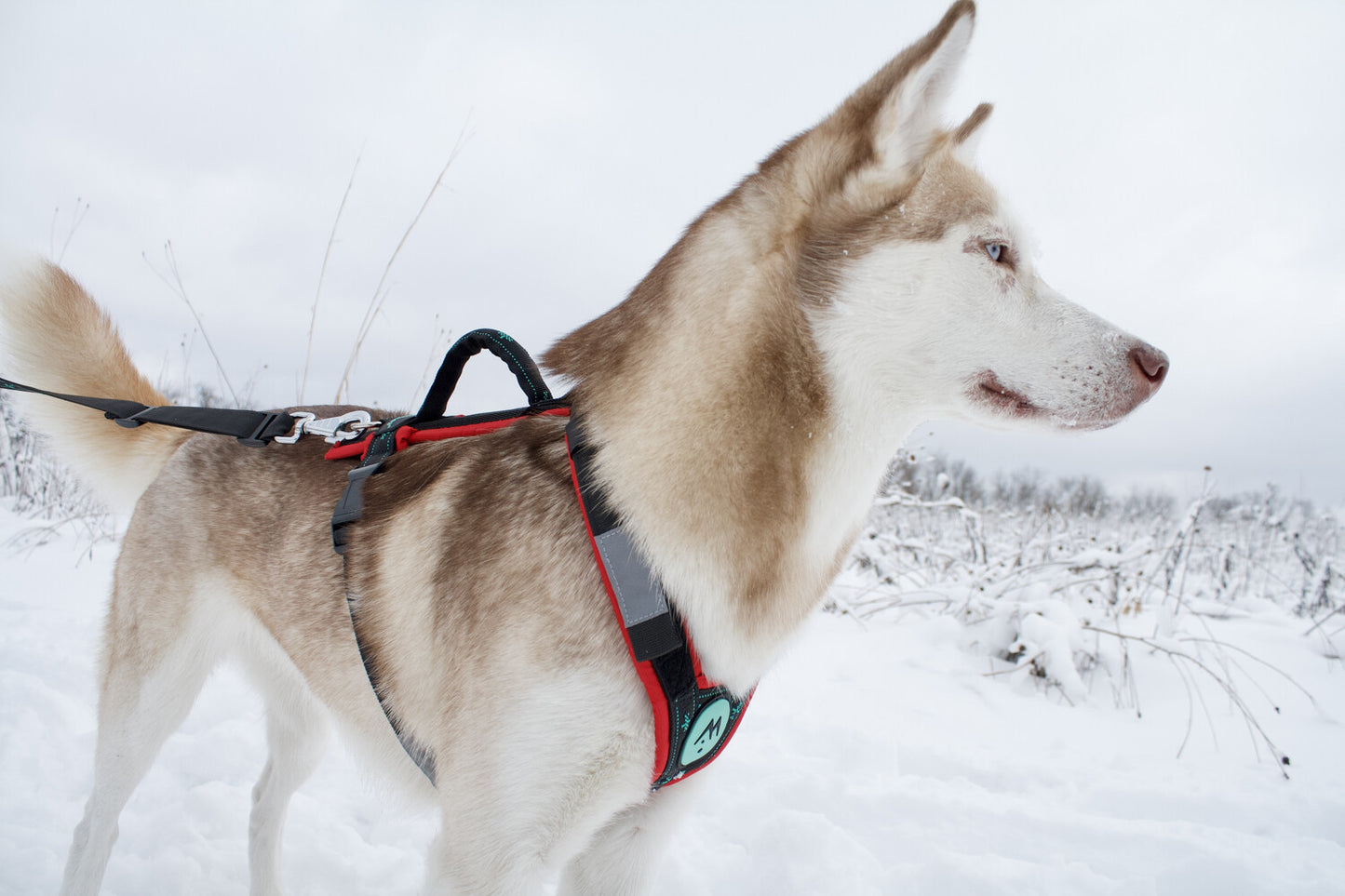 musher FREESPIRIT Harness