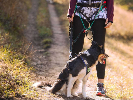 musher KOYUK Bungee small dog