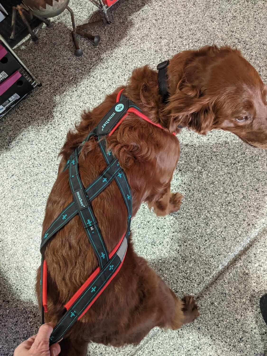 musher KOYUK Harness