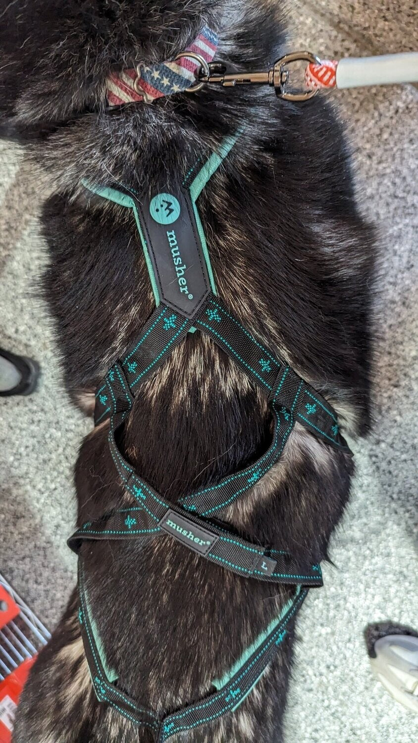 musher KOYUK Harness