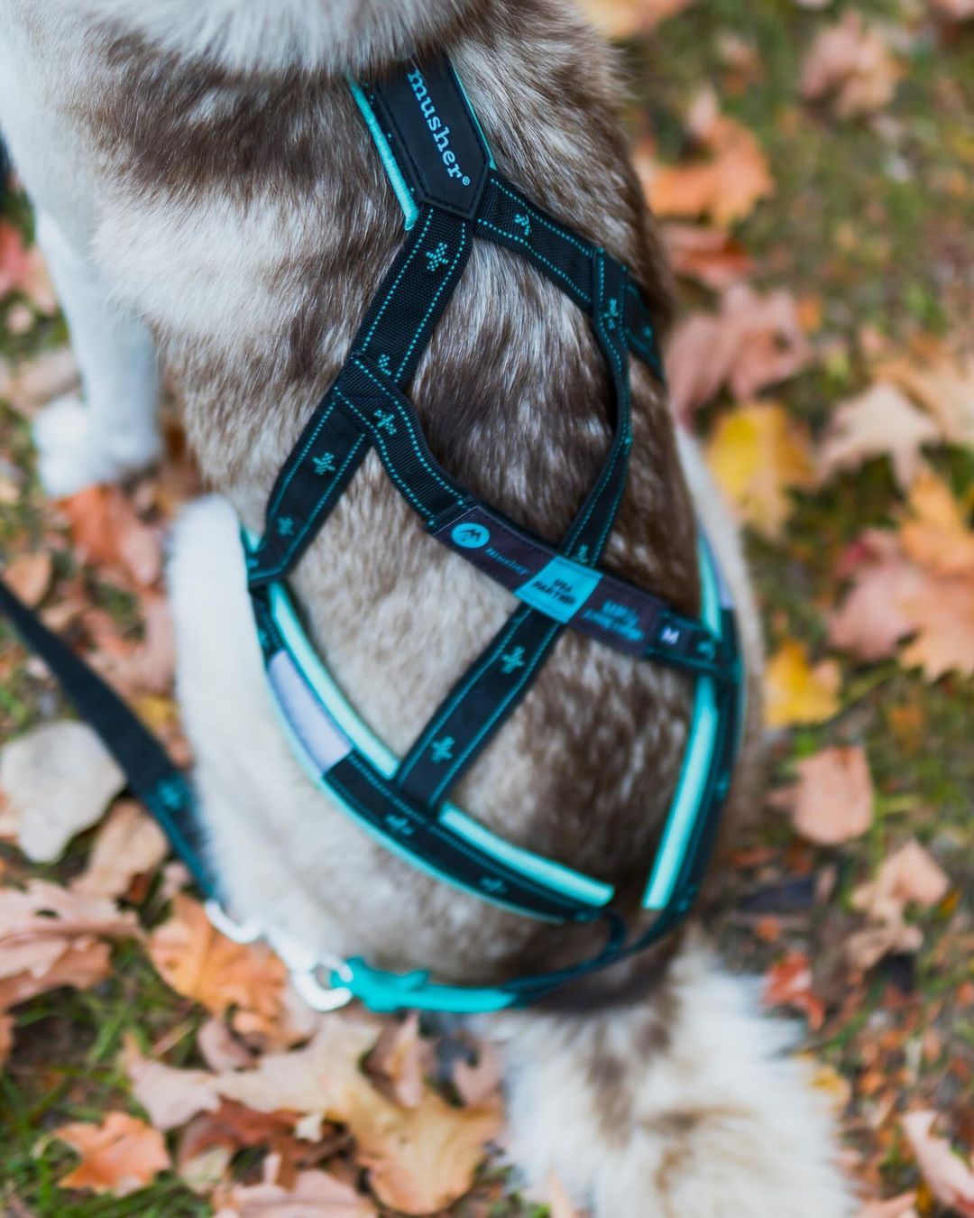 musher KOYUK Harness