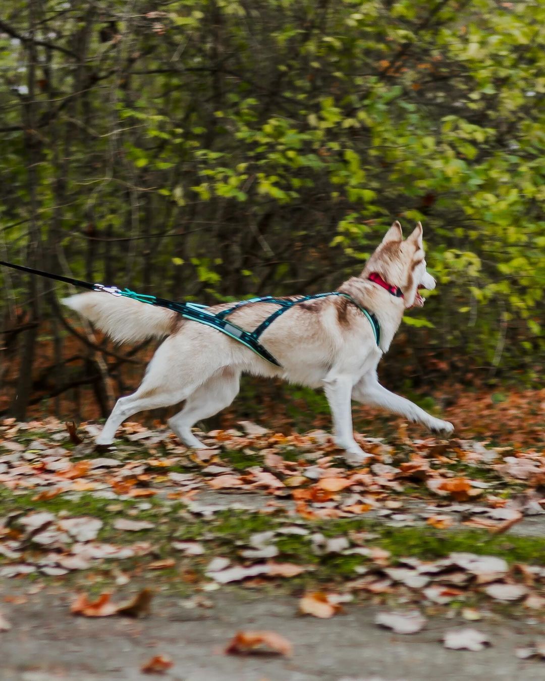 musher KOYUK Harness