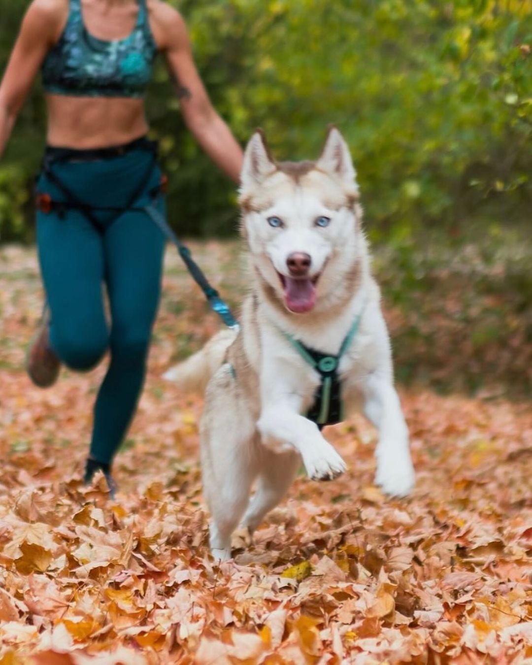 musher KOYUK Harness