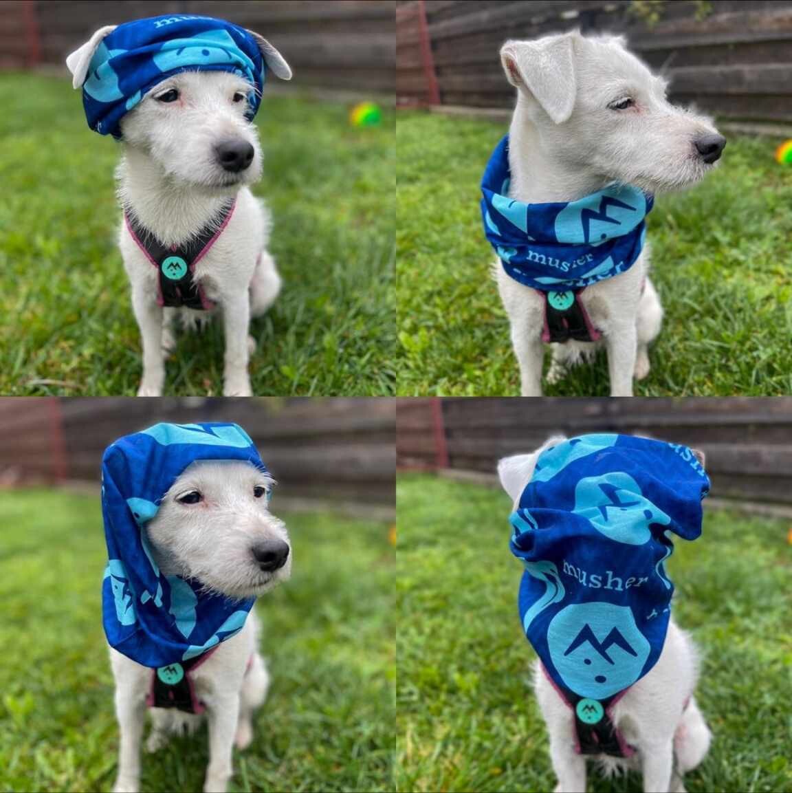 musher Scarf