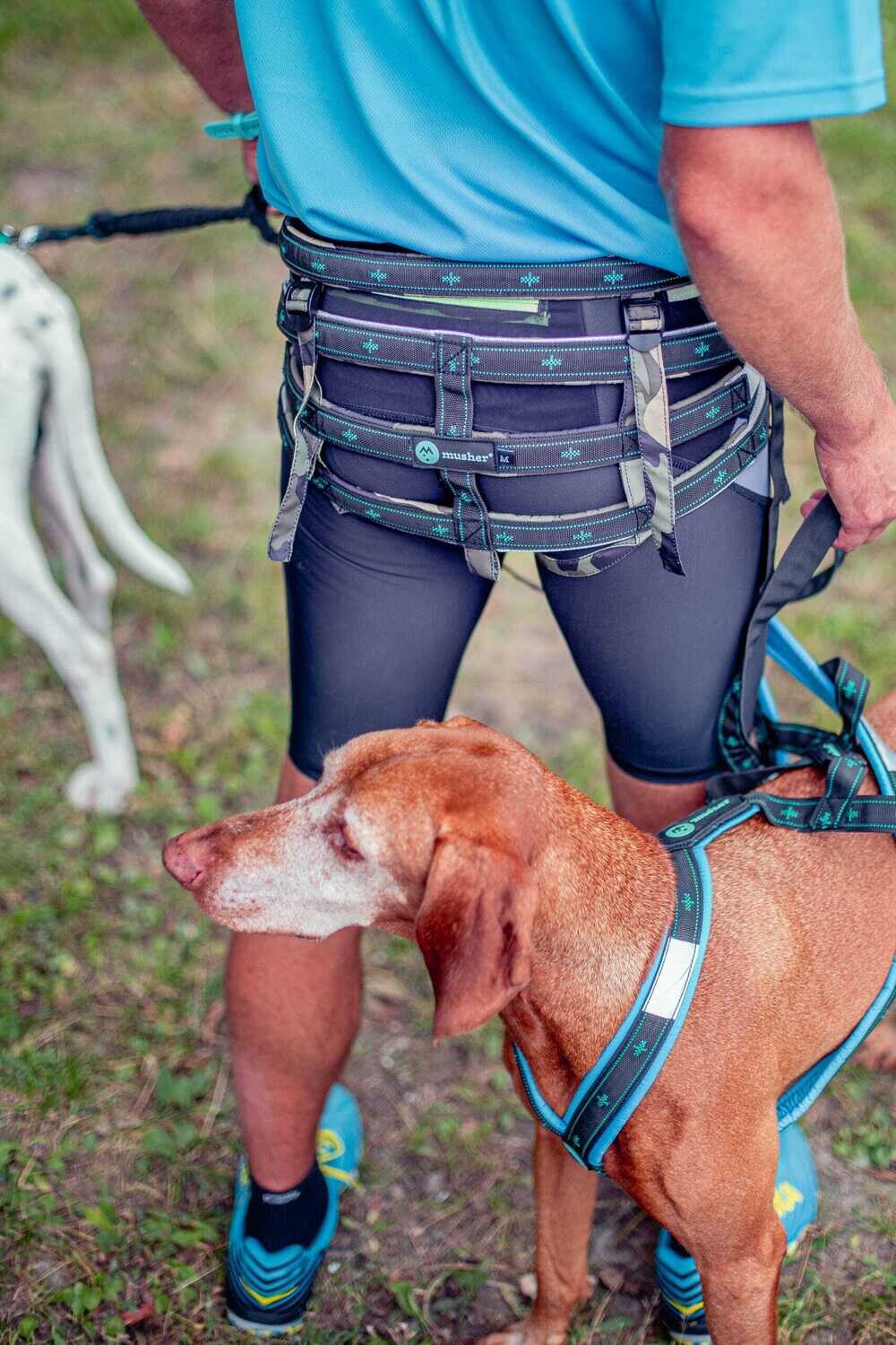 musher TAKOTNA Belt