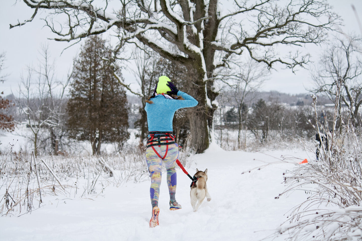 musher TAKOTNA Belt