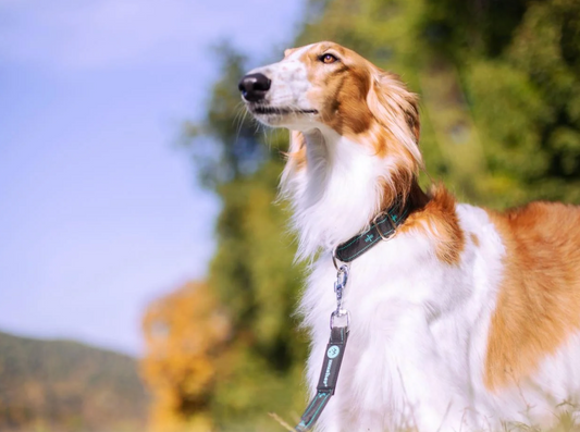 musher KOYUK collar