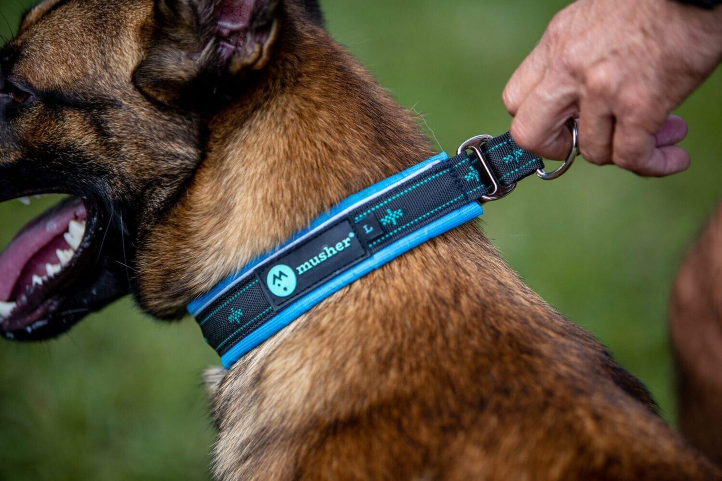 musher TAKOTNA Collar